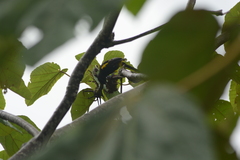 Icterus portoricensis