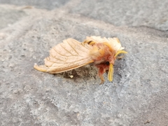 Lemaireodirphia