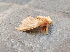 Lemaireodirphia