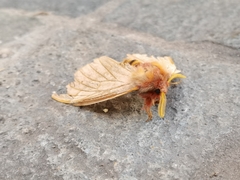 Lemaireodirphia