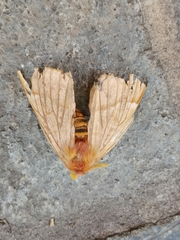 Lemaireodirphia