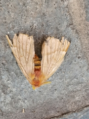 Lemaireodirphia