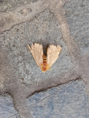 Lemaireodirphia