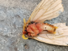 Lemaireodirphia