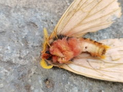 Lemaireodirphia