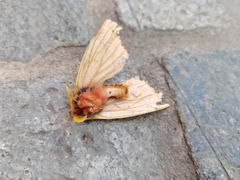 Lemaireodirphia