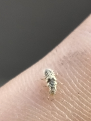 Chrysoperla comanche