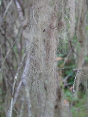 Ramalina thrausta