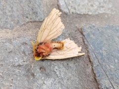 Lemaireodirphia
