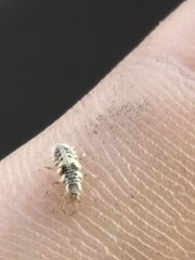 Chrysoperla comanche