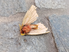 Lemaireodirphia