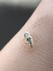 Chrysoperla comanche