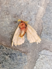Lemaireodirphia