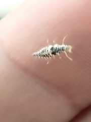 Chrysoperla comanche