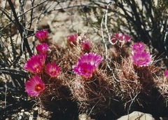 Thelocactus bicolor bicolor