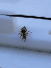 Chrysoperla comanche