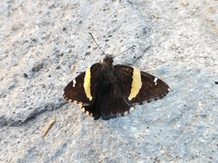 Telegonus cellus