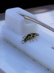 Chrysoperla comanche