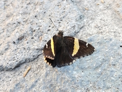 Telegonus cellus