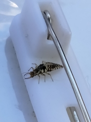 Chrysoperla comanche