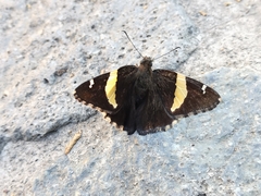 Telegonus cellus