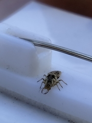 Chrysoperla comanche