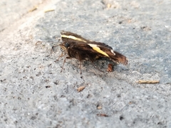 Telegonus cellus