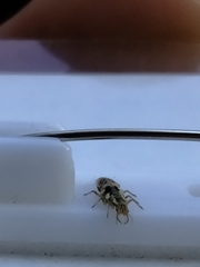 Chrysoperla comanche