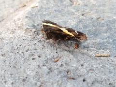 Telegonus cellus