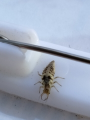 Chrysoperla comanche