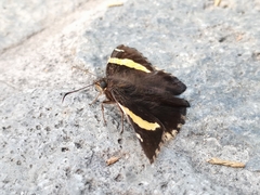 Telegonus cellus