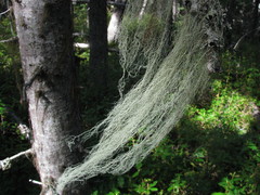 Ramalina thrausta