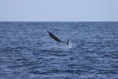 Stenella longirostris orientalis