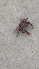 Sayamia bangkokensis