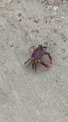 Sayamia bangkokensis