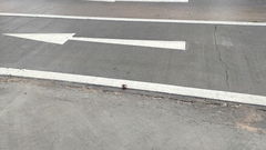 Sayamia bangkokensis