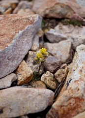 Draba incrassata