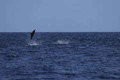 Stenella longirostris orientalis
