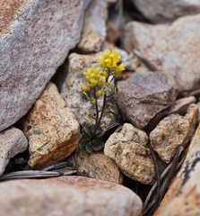 Draba incrassata