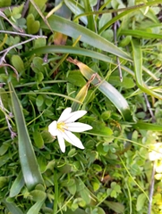 Tristagma bivalve