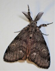 Orgyia pseudotsugata