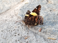 Telegonus cellus