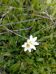 Tristagma bivalve