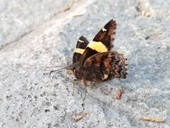 Telegonus cellus