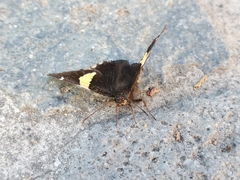 Telegonus cellus