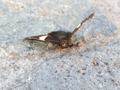 Telegonus cellus