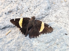 Telegonus cellus
