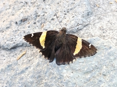 Telegonus cellus