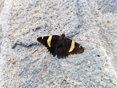 Telegonus cellus