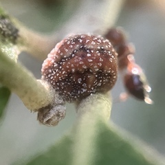 Allokermes cueroensis